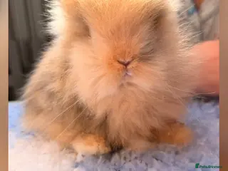 Lionhead rabbits 💫 EXQUISITE PEDIGREE DOUBLE-MANE LIONHEADS 💕 - Advert 17