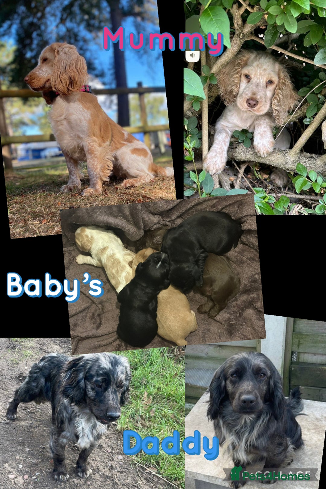 Cocker Spaniel dogs for sale: Cocker spaniel pups - Image 1
