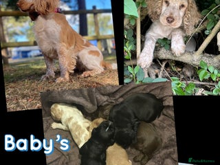 Cocker Spaniel dogs - Advert 1