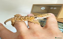 Bearded Dragon reptiles for sale: Last 3 baby dragons AVAILABLE NOW  - Image 13