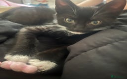 Mixed Breed cats for sale: 4 beautiful kittens for sale  - Image 9