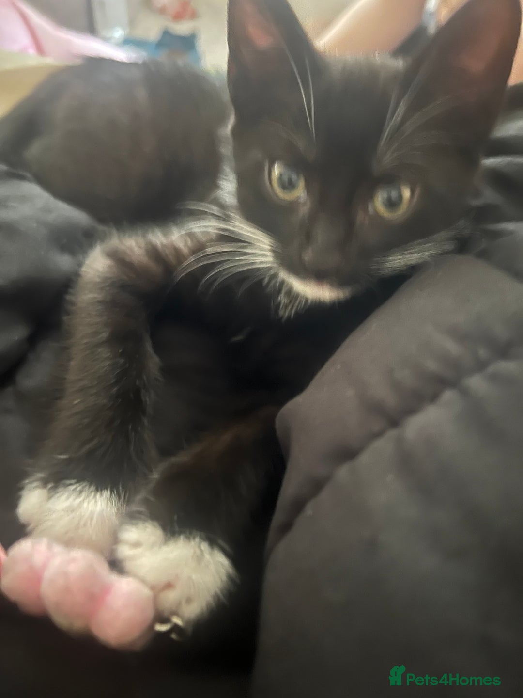 Mixed Breed cats for sale: 4 beautiful kittens for sale  - Image 9