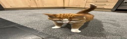 Domestic Shorthair cats for sale: Ginger & White Cat - Advert 3