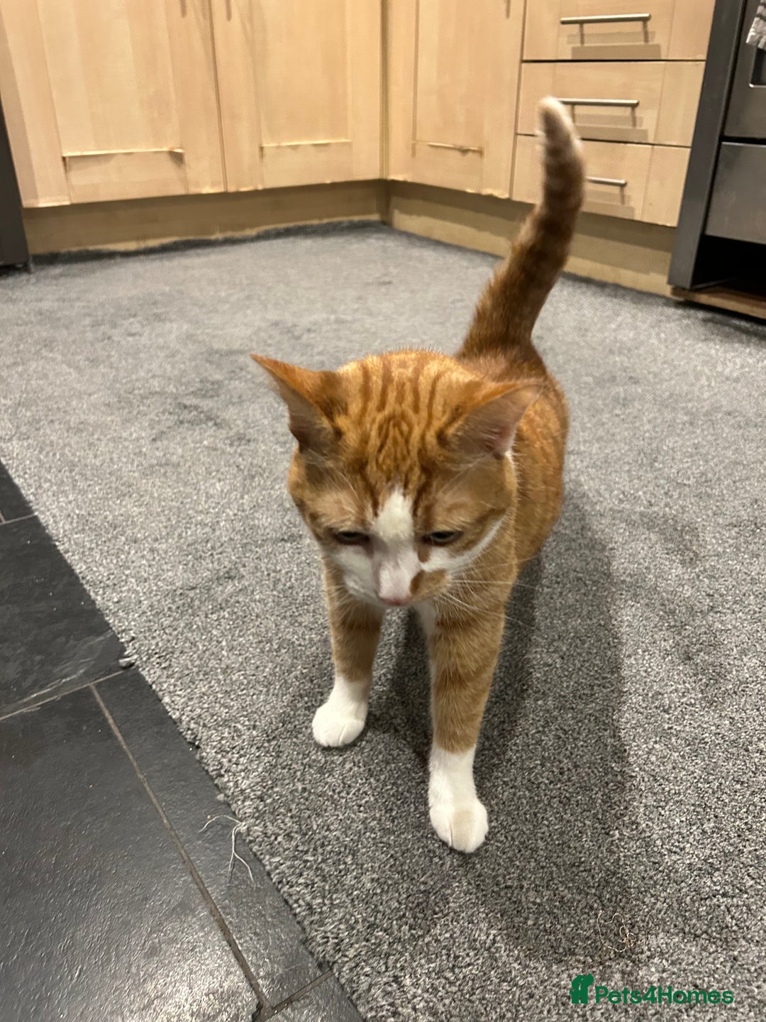 Domestic Shorthair cats for sale: Ginger & White Cat - Advert 3
