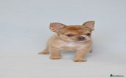 French Bulldog dogs for sale: Fluffy French Bulldogs/DNA Tested Parents  - Image 22