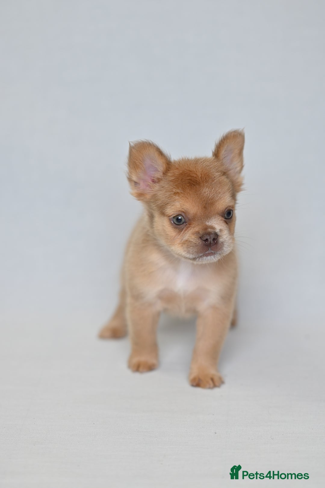 French Bulldog dogs for sale: Fluffy French Bulldogs/DNA Tested Parents  - Image 22