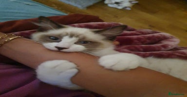 Ragdoll cats - Advert 1