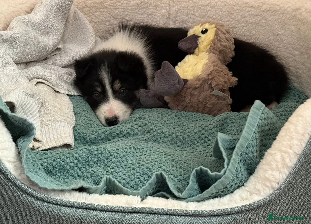 Border Collie dogs for sale: Border Collie Pups ❤️ - Advert 4