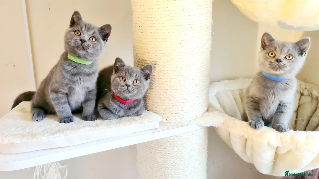 British Shorthair cats for sale: British shorthair blue kittens  - Advert 8