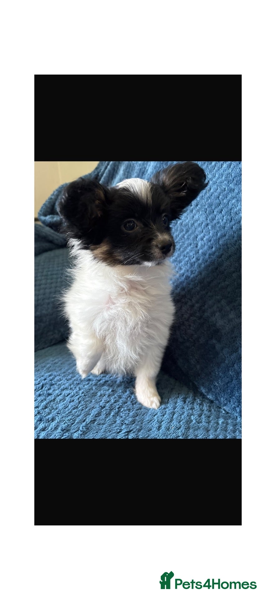 Papillon dogs Tan & black papillon puppies  - Advert 1