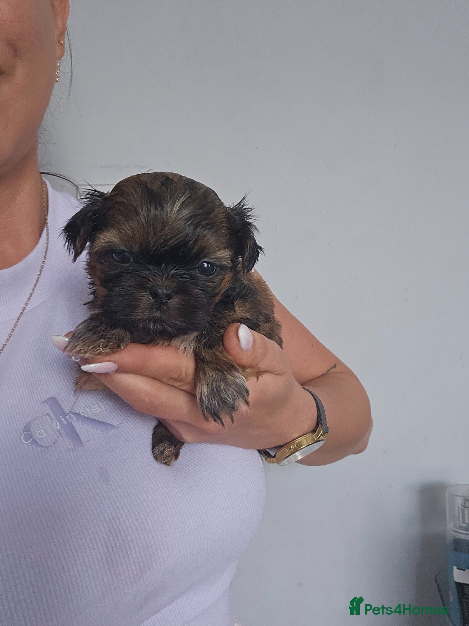 Shih Tzu dogs Beautiful Imperial Shih Tzu boy 💙 - Advert 5