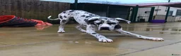 Great Dane dogs for stud: For stud - Advert 6