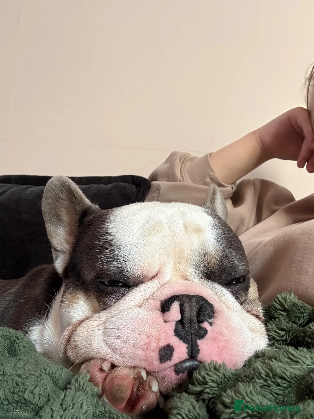 French Bulldog dogs for sale: French bulldog - Advert 2