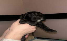 Cockapoo dogs for sale: Cockapoo puppies ready to reserve. - Advert 7