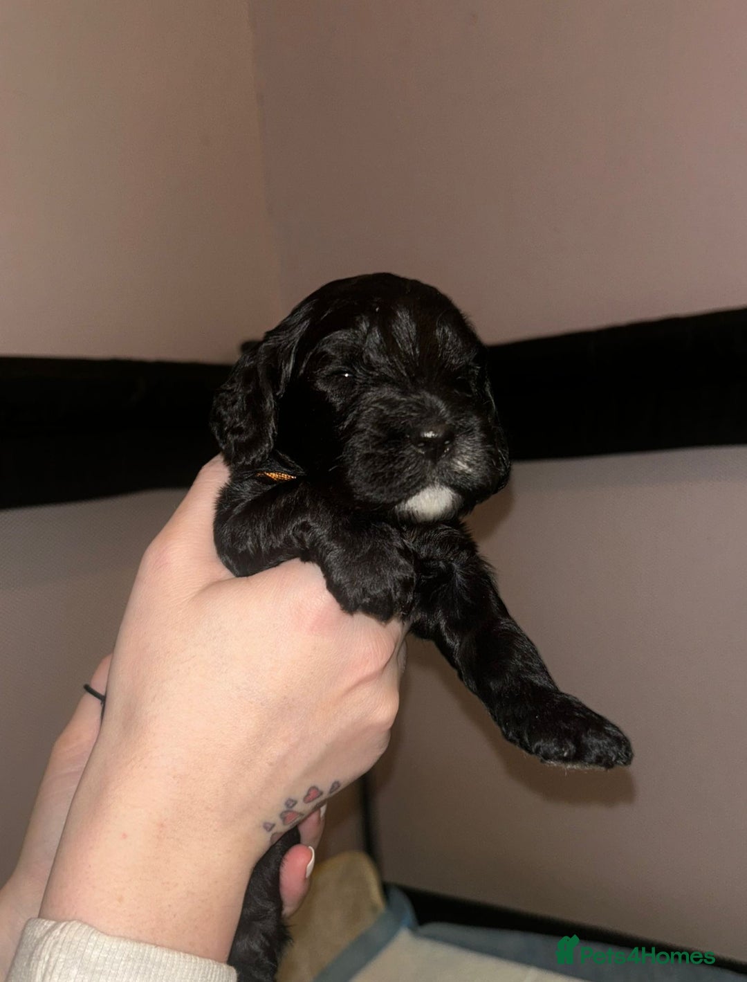 Cockapoo dogs for sale: Cockapoo puppies ready to reserve. - Advert 7