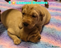 Labrador Retriever dogs - Advert 12