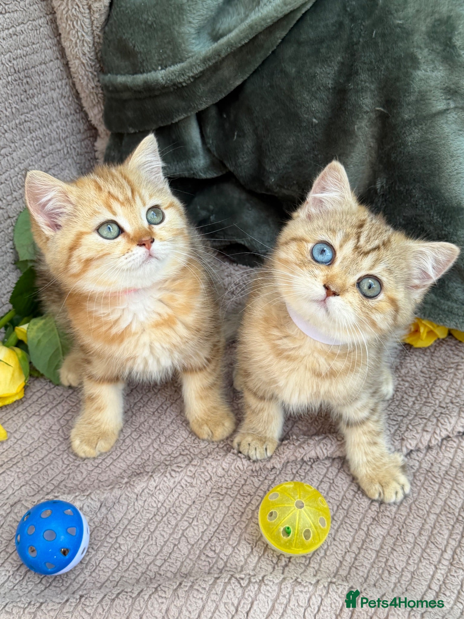 British Shorthair cats British Sh golden odd /blue eyed kittens GCCF  - Advert 5