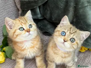 British Shorthair cats British Sh golden odd /blue eyed kittens GCCF - Advert 5