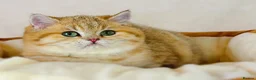 British Shorthair cats for sale: Meet Our Sweet British Shorthair Kittens in Nottingham - Advert 11