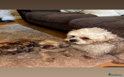 Zuchon dogs for sale: Zuchon pupp - Image 1