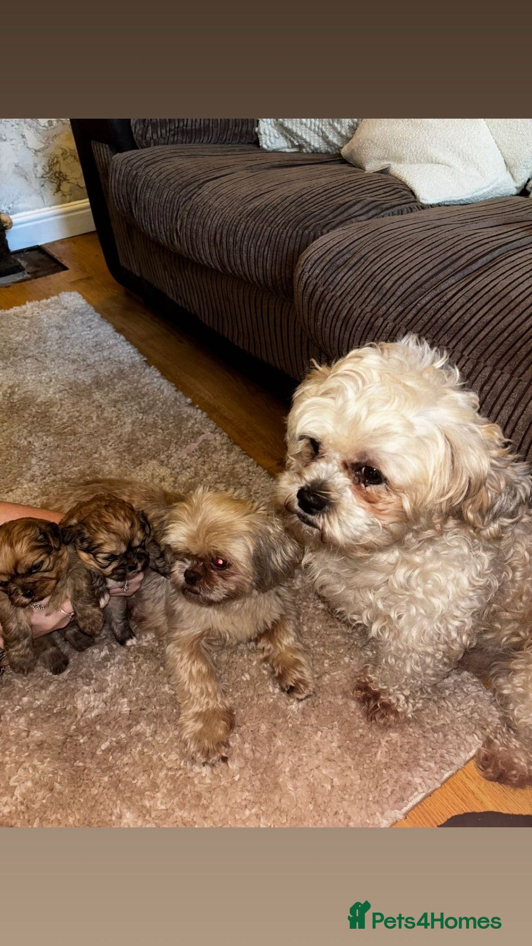 Zuchon dogs for sale: Zuchon pupp - Image 1