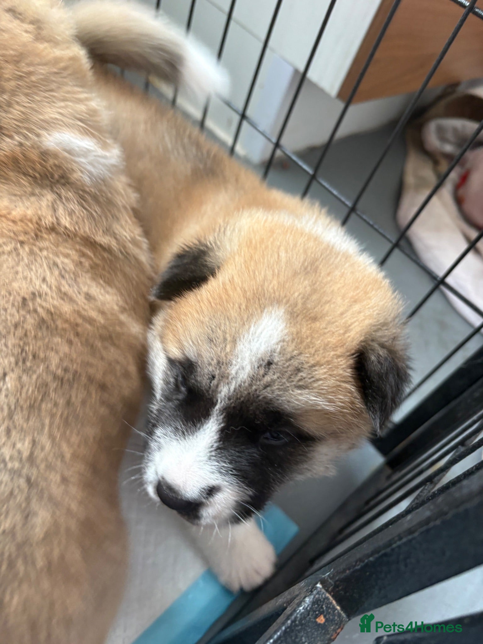 Akita dogs Akita puppies - Advert 4
