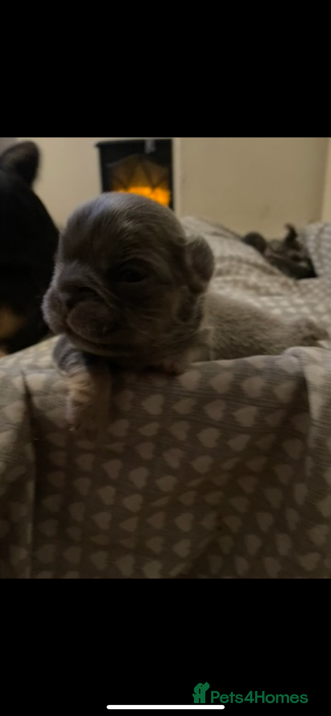 French Bulldog dogs for sale: Visual Fluffy Compact French Bulldogs 🩷🐶🐾 - Advert 34