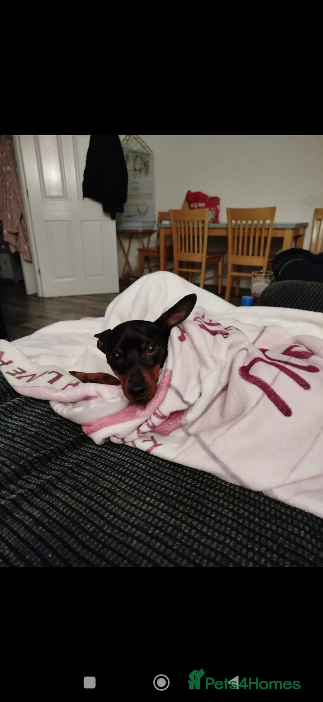 Miniature Pinscher dogs for stud: Kc registered male miniature pinsher stud - Advert 2