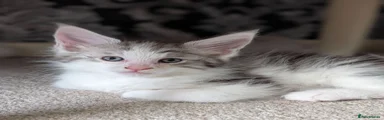 Maine Coon 7 (clear collar)