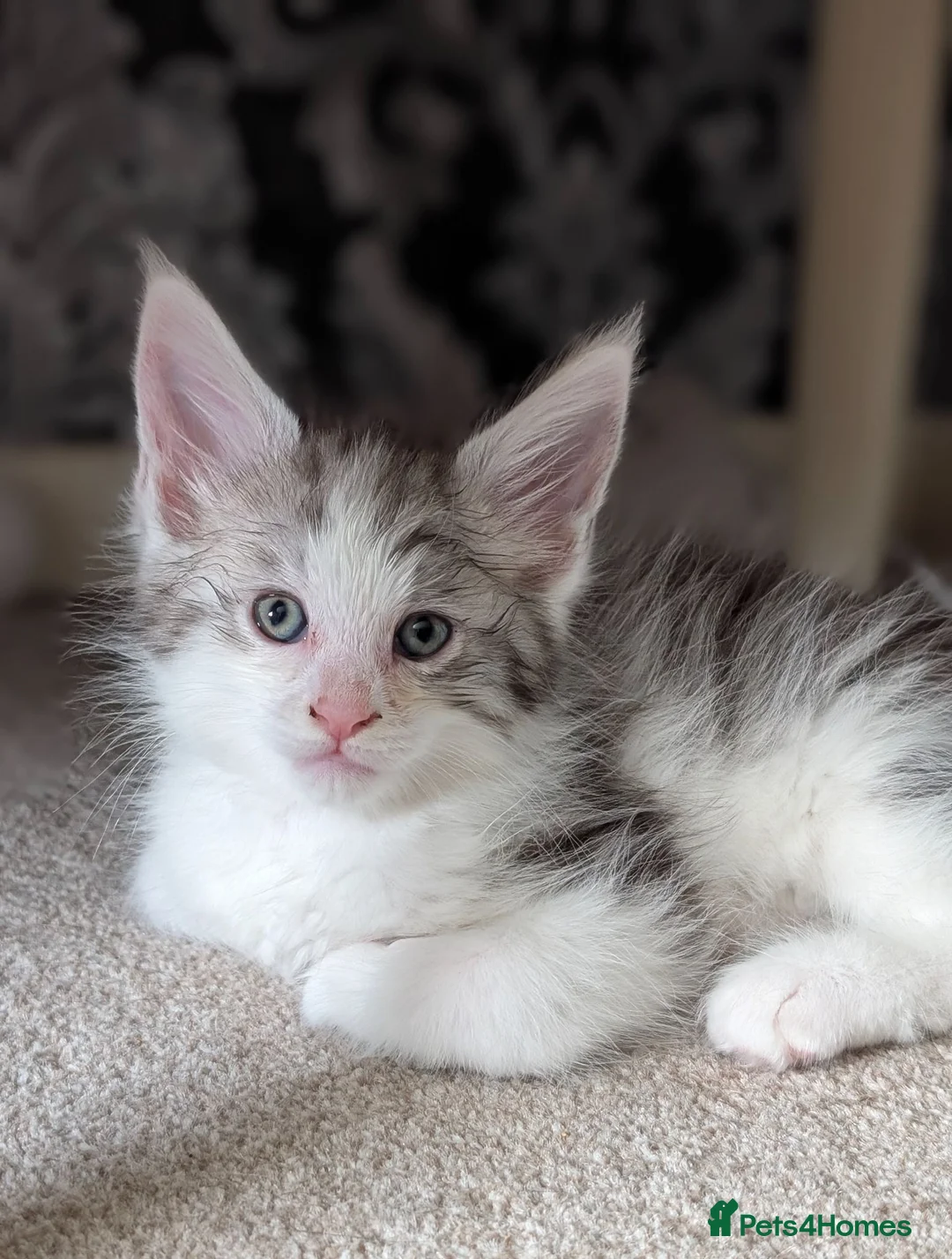 Maine Coon cats for sale: Pure Blood Maine Coons  - Advert 8