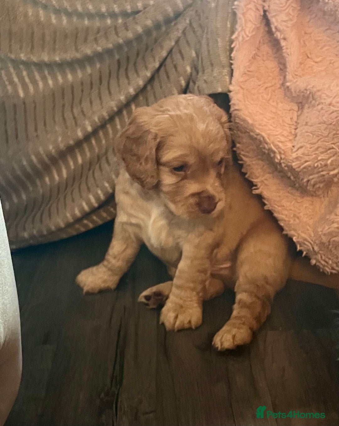 Cocker Spaniel dogs for sale: Pedigree Cocker Spaniels SOLD - Advert 3