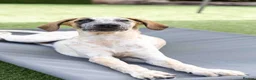 Mixed Breed dogs for adoption: Marvlous Meatball - Advert 8