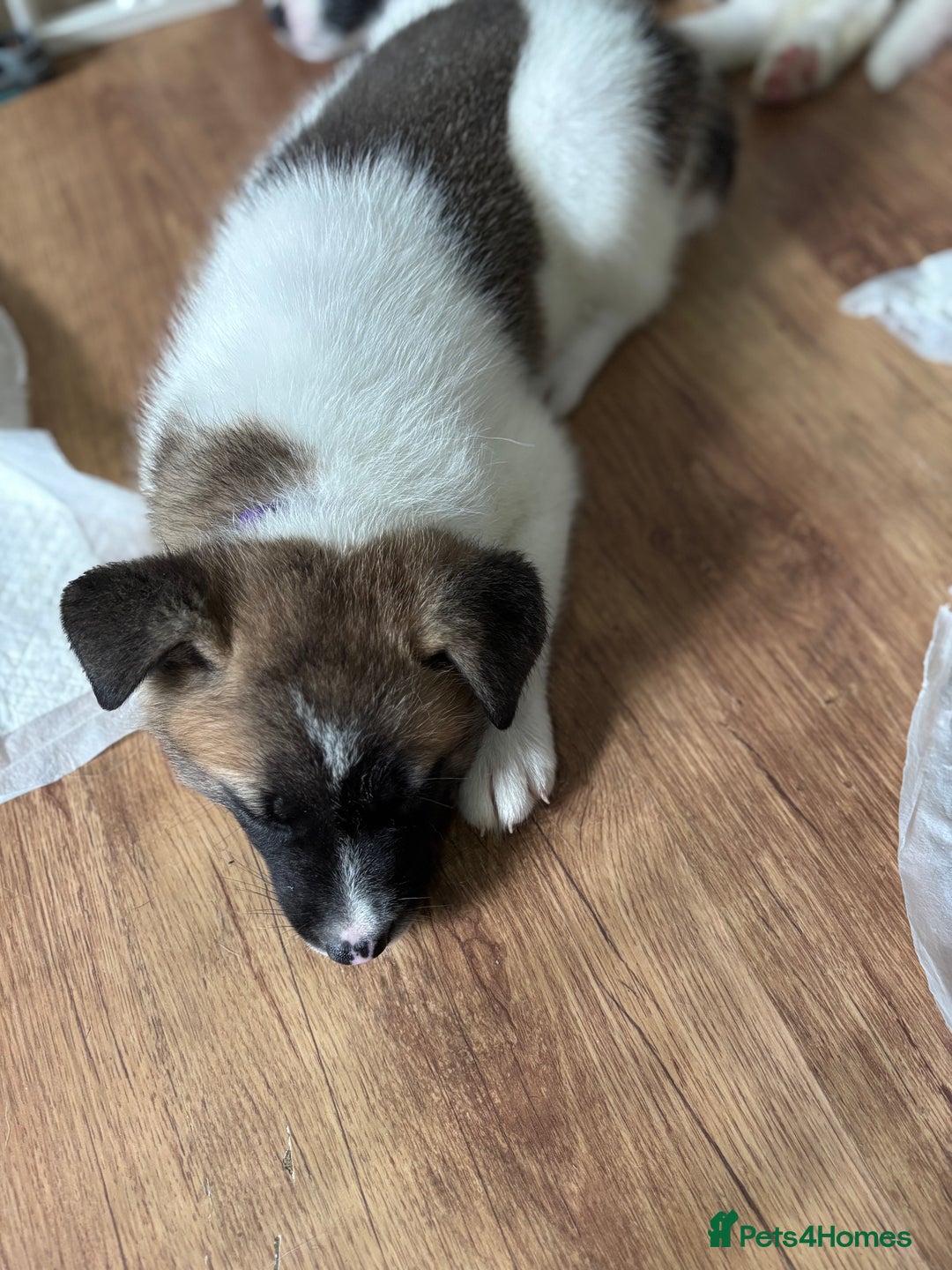 Akita dogs for sale: 5 Beautiful akita puppies in Willenhall - Image 20