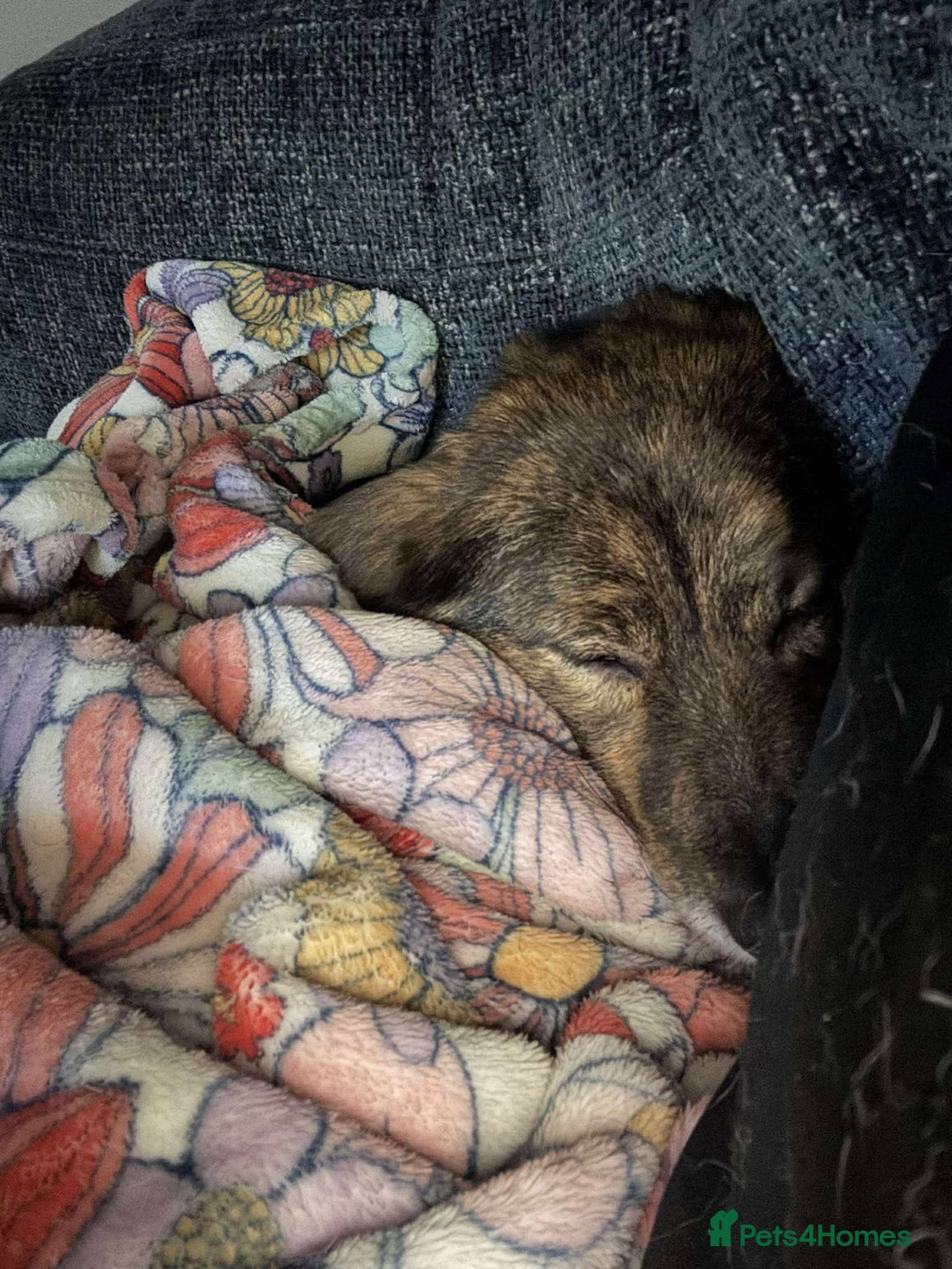 Mixed Breed dogs for adoption: Dara for adoption - Advert 5