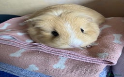 Guinea Pig rodents for sale: Female Guinea pig  - Image 3