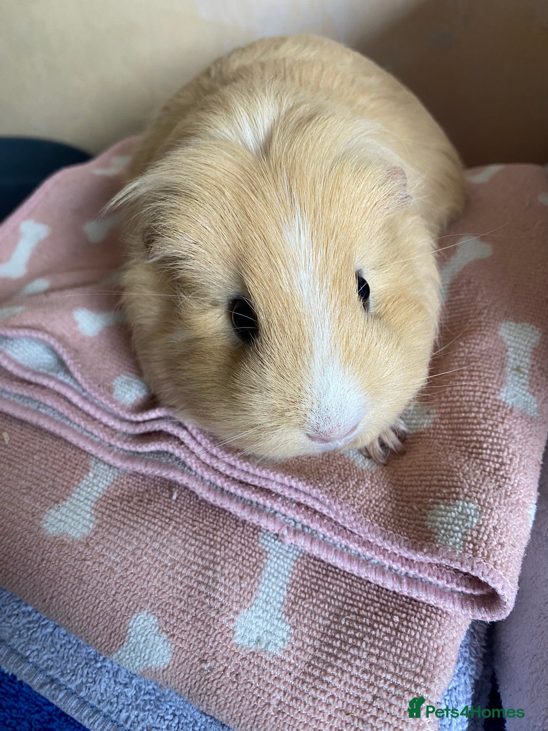 Guinea Pig rodents for sale: Female Guinea pig  - Image 3