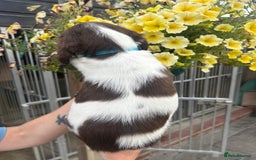 English Springer Spaniel dogs for sale: Beautiful litter of KC reg ESS - Image 22