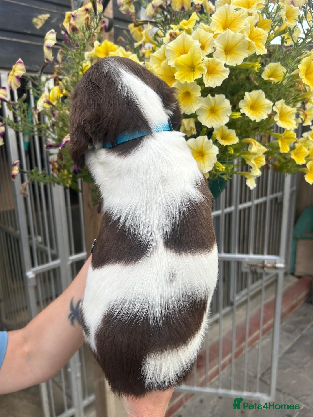 English Springer Spaniel dogs for sale: Beautiful litter of KC reg ESS - Image 22