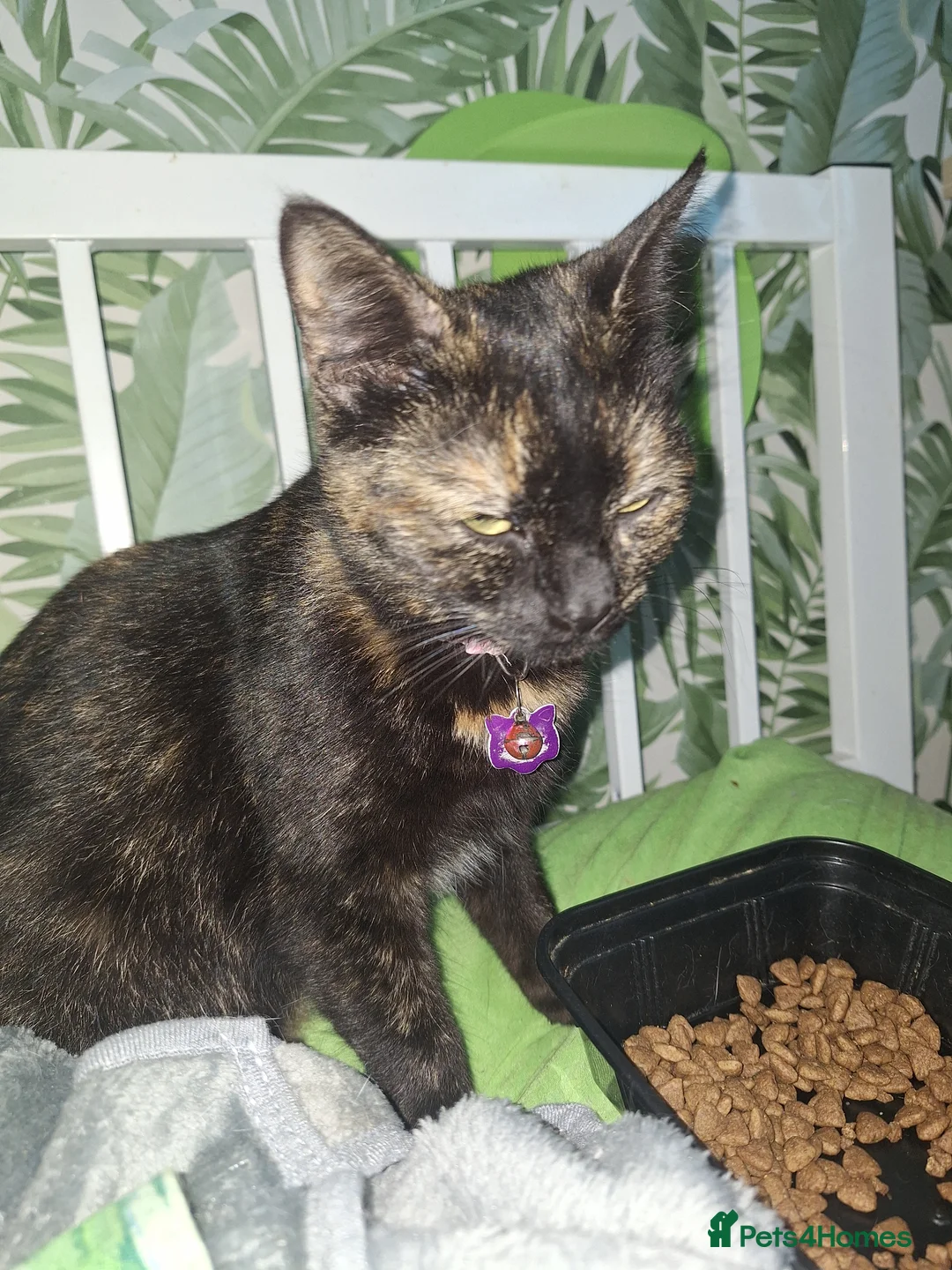 Domestic Shorthair cats for adoption: Young female tortoishell cat neutered vaccinated, - Advert 2