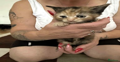 European cats - Advert 6