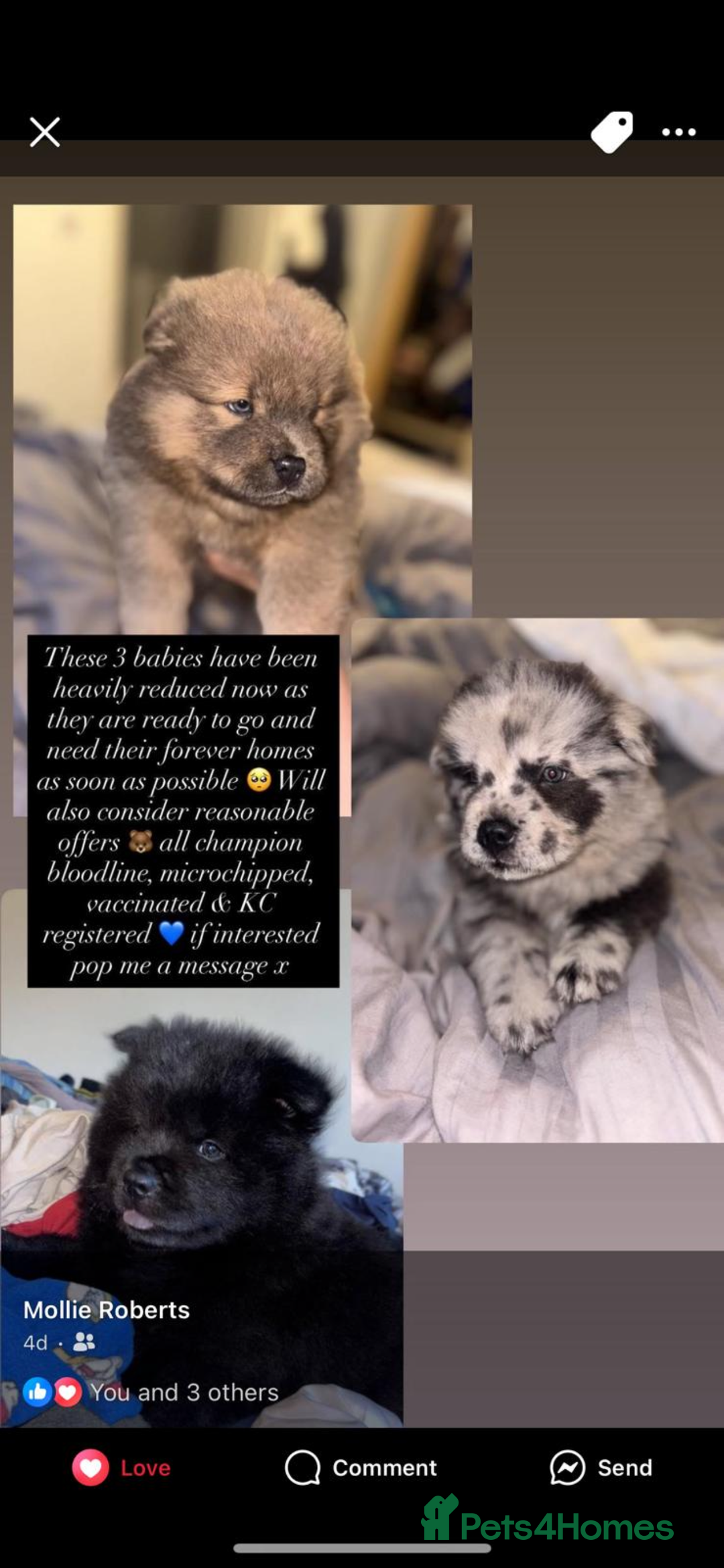 Chow Chow dogs for sale: Beautiful merle chow chow puppy  - Image 3