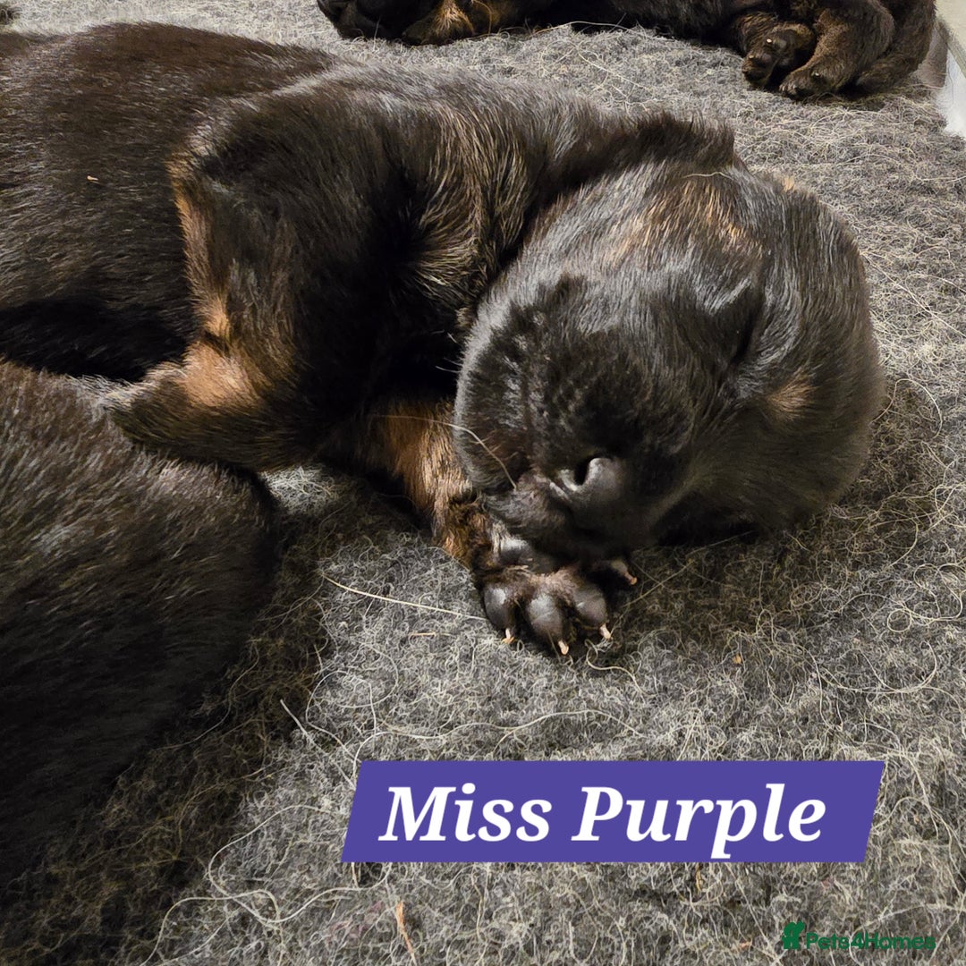 German Shepherd dogs for sale: Outstanding German Shepherd Puppies - Advert 9