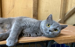 British Shorthair cats for sale: Retired breeding queen for calm, loving home - Image 1