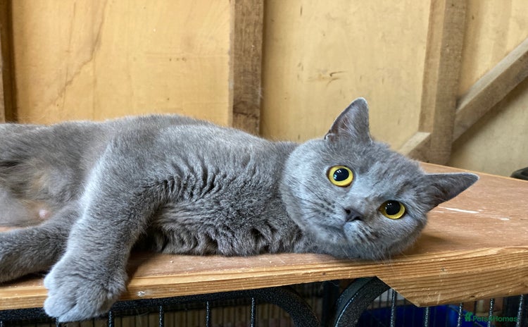British Shorthair cats - Advert 3