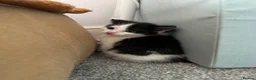 British Longhair cats for sale: Kittens  - Advert 10