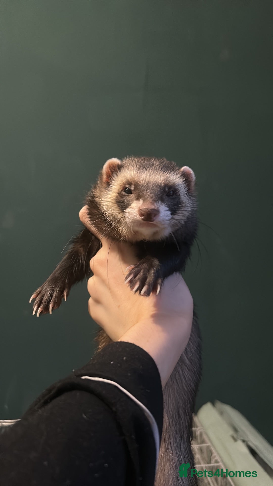 Ferret rodents Rehoming indoor ferrets!! - Advert 2