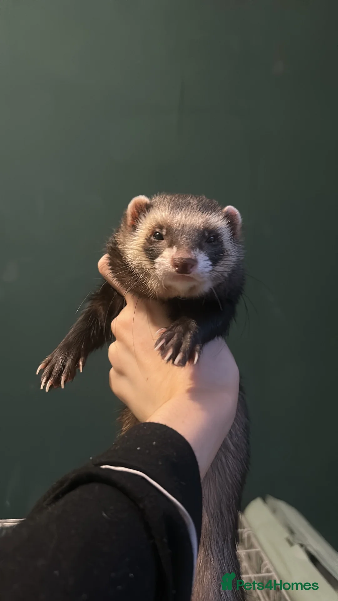 Ferret rodents for sale: Rehoming indoor ferrets!! - Advert 1