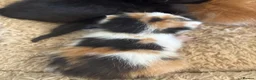 Mixed Breed cats for sale: 6 beautiful kittens - Advert 7