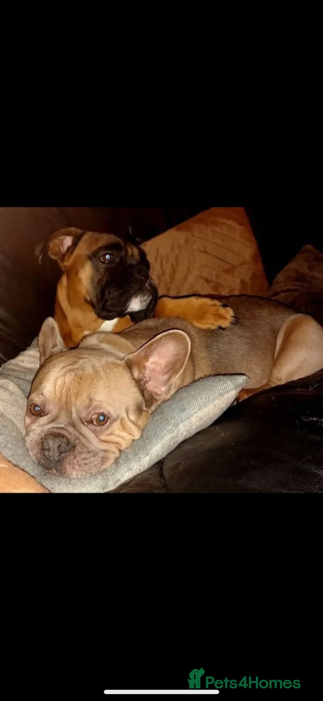Mixed Breed dogs for sale:  ** - Charlie & Troy in Bolton - Advert 1