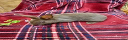 Rex rabbits for sale: Beautiful mini rex babies - Advert 5